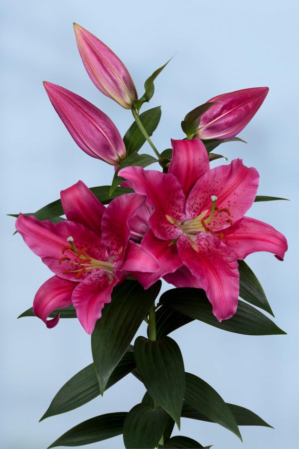 Big dark pink flowering lily