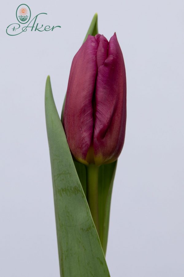 Di Leuca single pink tulipa