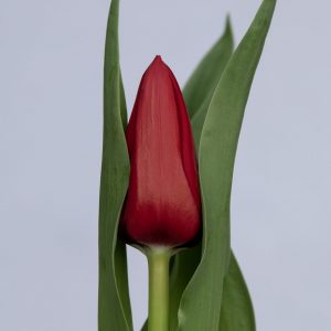 Beautiful dark red single tulip Galibier