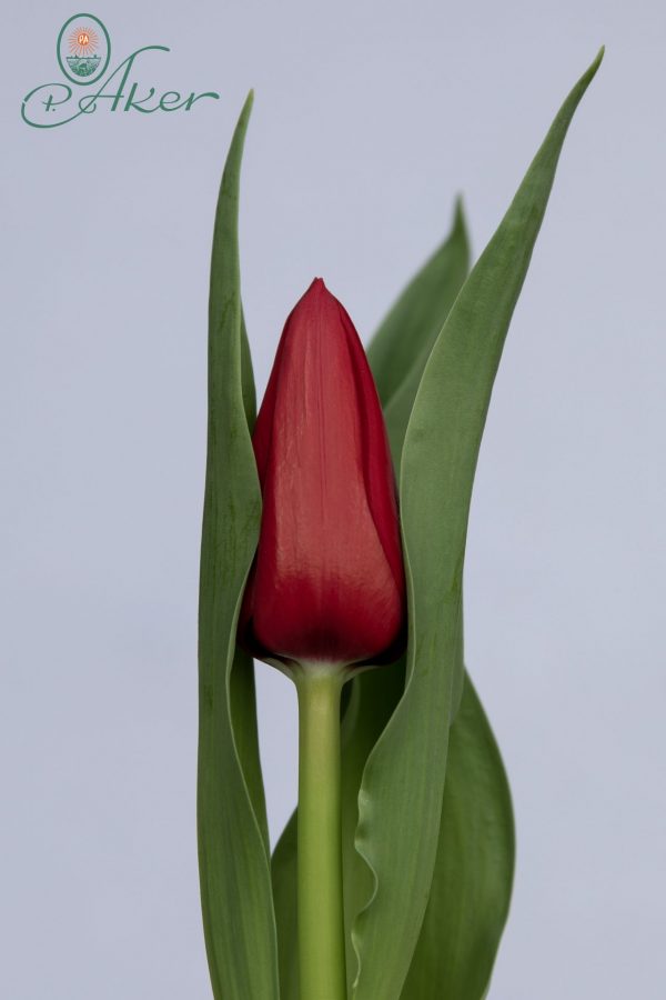 Beautiful dark red single tulip Galibier