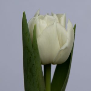 Single Double White tulip Calileo