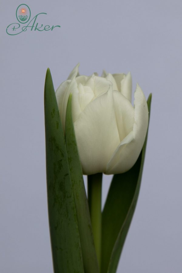 Single Double White tulip Calileo