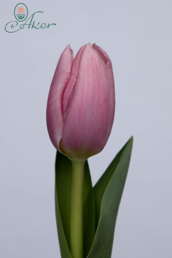 Single pink tulip Signum