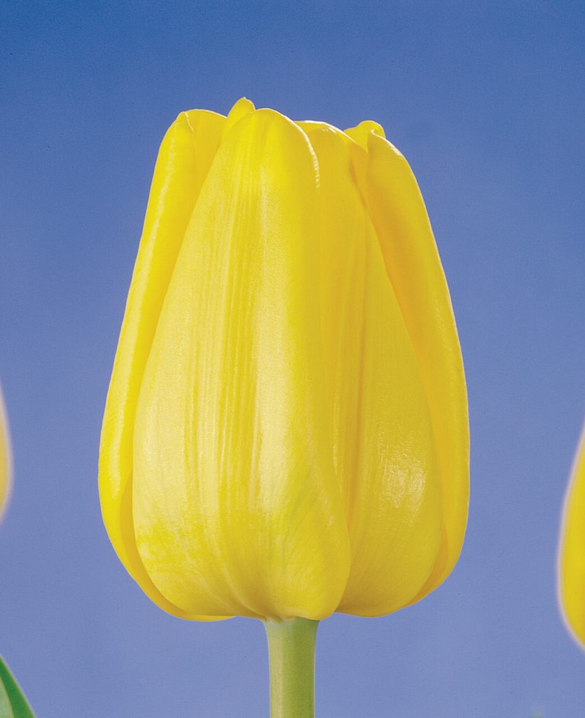 Caractere - Triumph Tulip - P. Aker Flower bulbs and Seeds