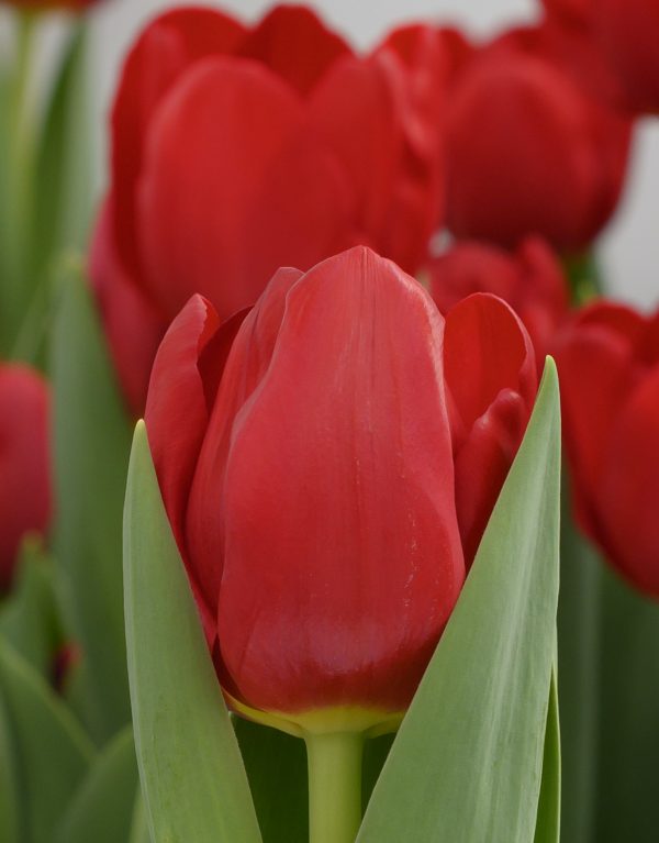 Close up with red tulip