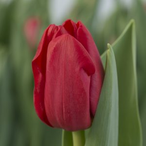 Close up with red tulip