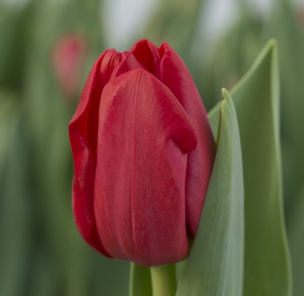 Close up with red tulip