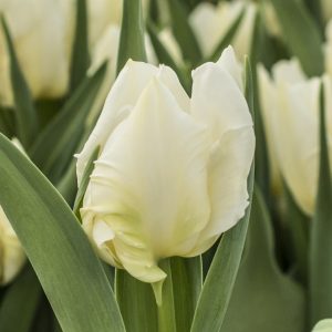 Close up white tulip