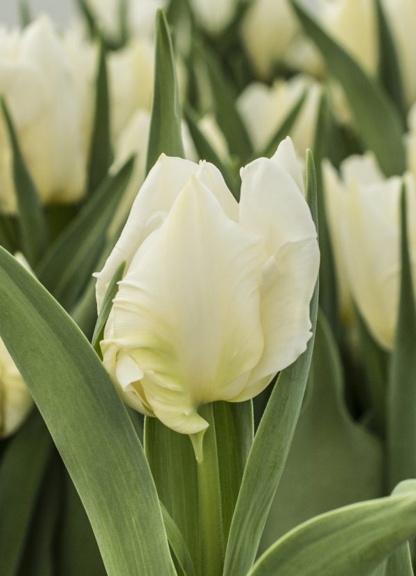 Close up white tulip