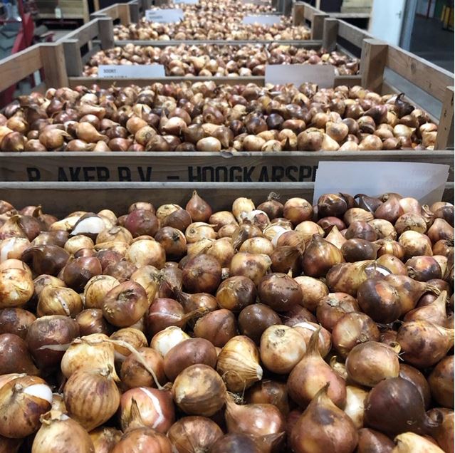 Crates with tulip bulbs