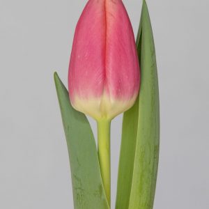 Single strong pink tulip