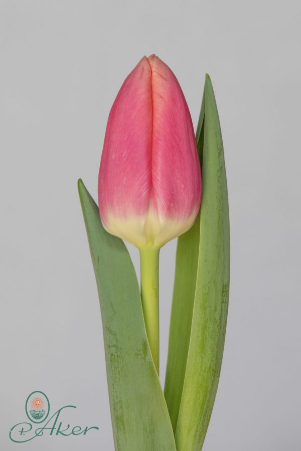 Single strong pink tulip