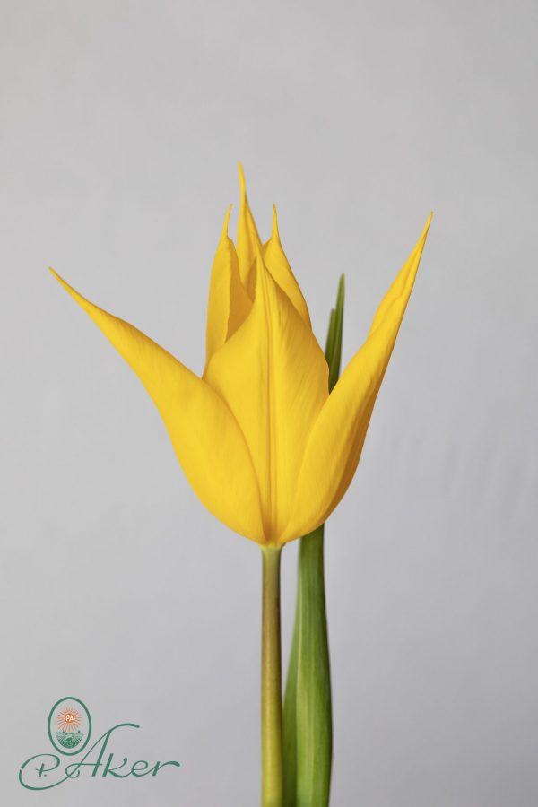 Single yellow lily like tulip