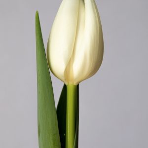 Single white tulip Mrs. Medvedeva