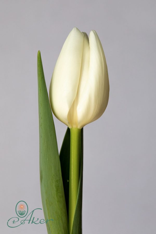 Single white tulip Mrs. Medvedeva