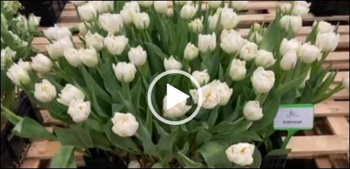 Crates with white tulips Northcap