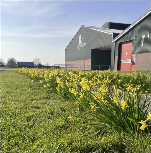 Daffodils with P. Aker in the background