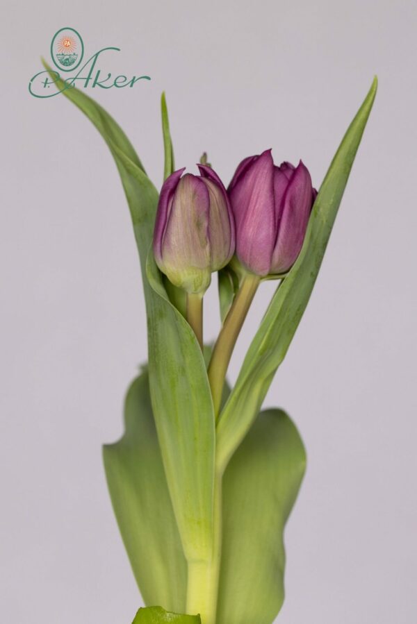 Double purple tulip