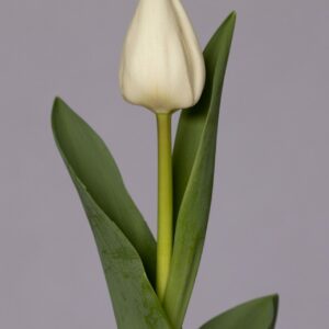 Single white tulip