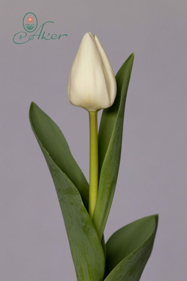 Single white tulip