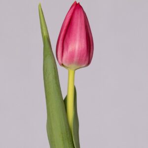 Single pink tulip