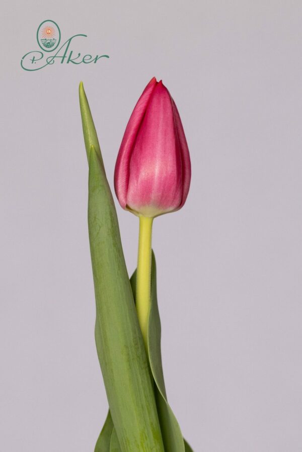 Single pink tulip