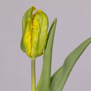 Single yellow/green tulip Jan van Nes Parrot