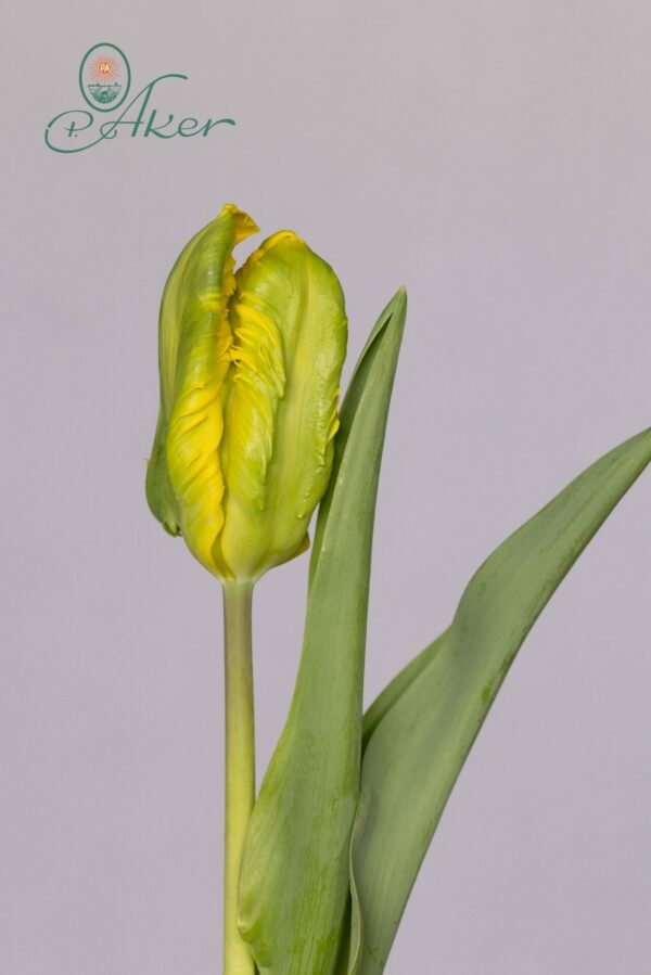 Single yellow/green tulip Jan van Nes Parrot