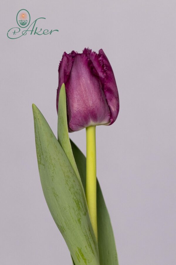 Single fringed purple tulip San Clemente