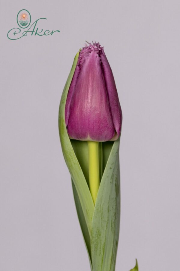 Single fringed purple tulip San Luiz