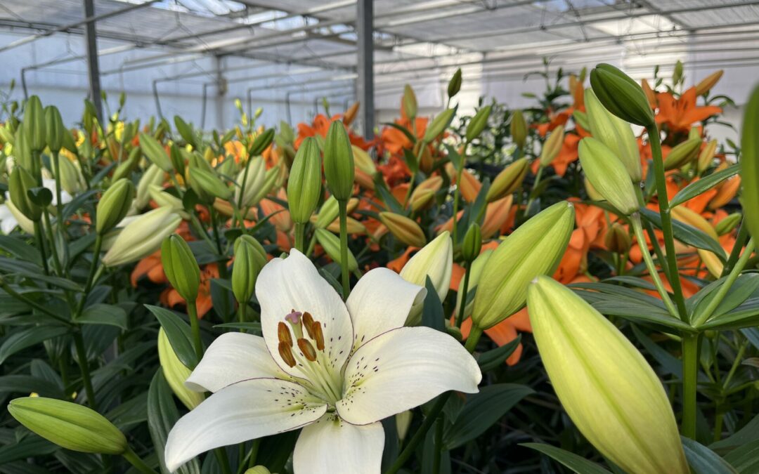 Dutch Lily Days 2024