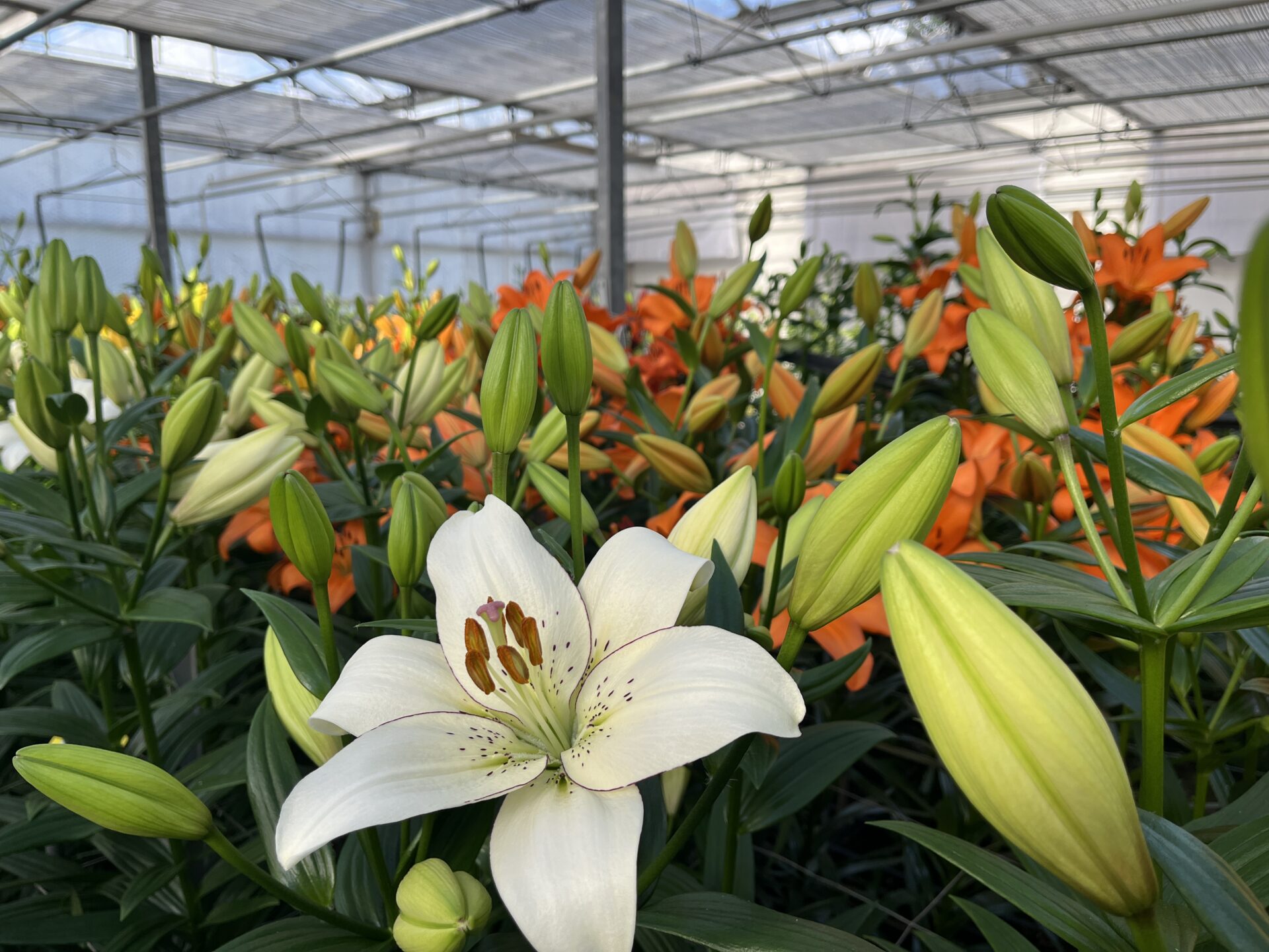 Dutch Lily Days 2024