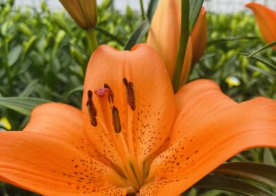 Dutch Lily Days 2024