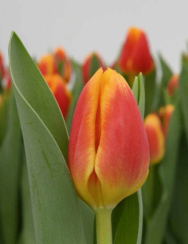 Single red/yellow tulip Carpe Diem