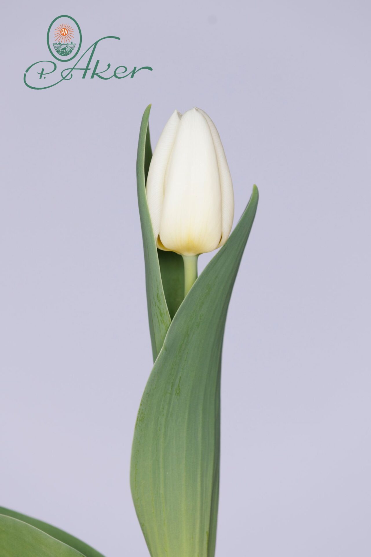 Antonov - Triumph tulip - P. Aker Flower Bulbs and Seeds