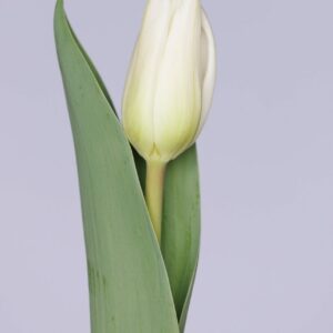 Single white tulip Freewheeler