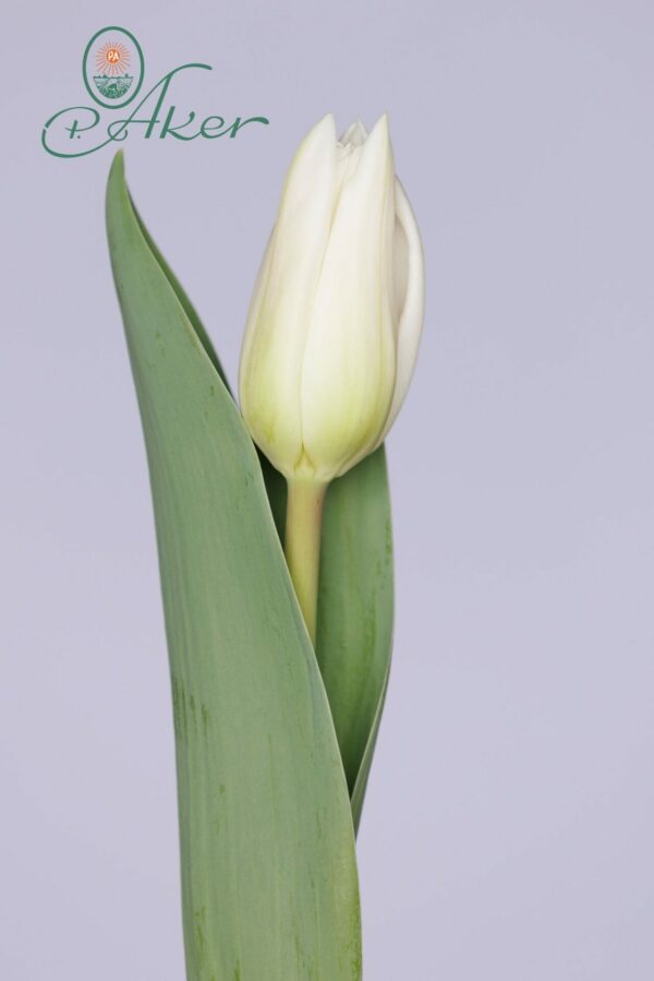 Single white tulip Freewheeler