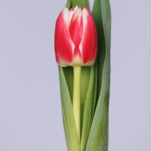 Single red/white doubble tulip Fulltime