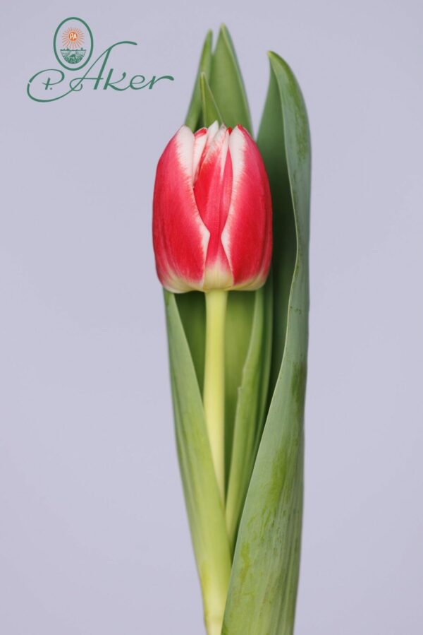 Single red/white doubble tulip Fulltime