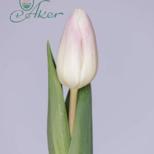 Single light pink tulip Ghost