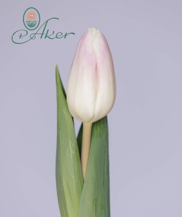 Single light pink tulip Ghost