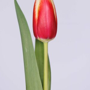 Single red/yellow tulip with green leaves Go Max