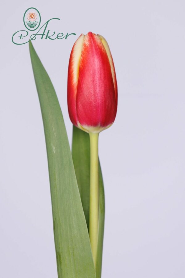 Single red/yellow tulip with green leaves Go Max