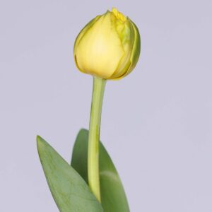 Single yellow/green tulip Golden Jewel