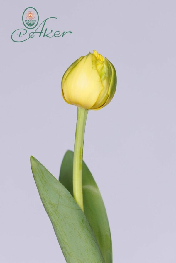 Single yellow/green tulip Golden Jewel