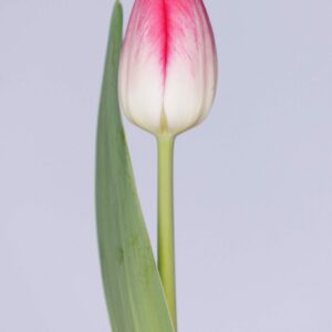 Single pink tulip KFAP