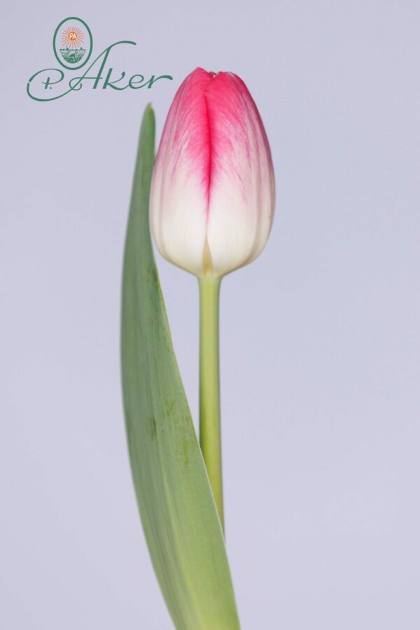 Single pink tulip KFAP