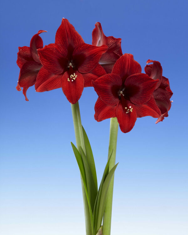 Single amaryllis dark red