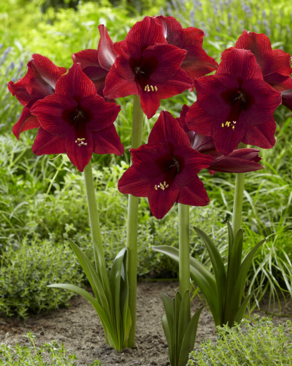 Hippeastrum Arabian Night