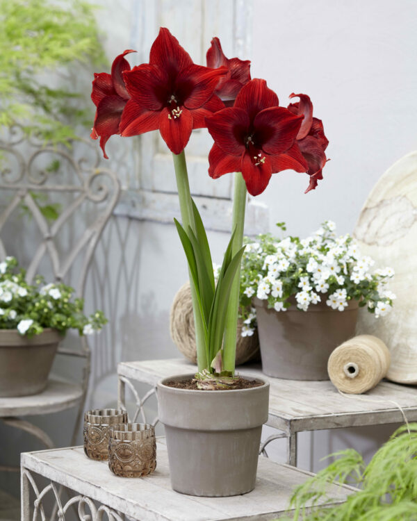 Hippeastrum Arabian Night